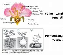 Contoh Gambar Perkembangbiakan Vegetatif Pada Tumbuhan